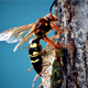 Illustration for article titled Shooting Challenge: Bugs 3